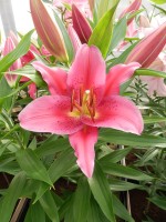 [4298 Cabella VH No02.JPG]